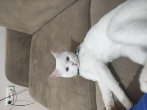 British shorthair kedimiz çakır yuva arıyor