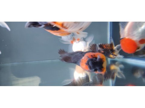 İthal oranda thailand baby face oranda kaliteli