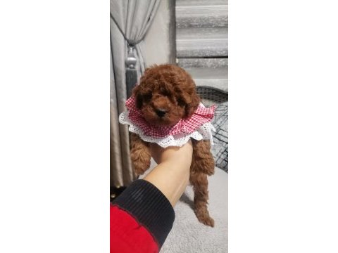 Toy poodle yavru