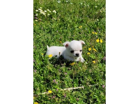 Mükemmel teacup chihuahua erkek yavru