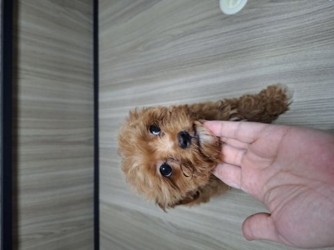 4 aylık dişi maltipoo