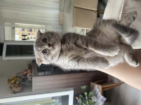 Scottish fold silver