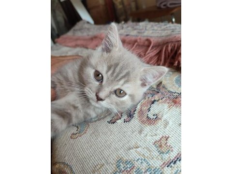 Scottish fold dişi ve british shorthair erkek dişi