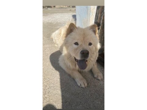 Chow chow 9 aylık bakımlı