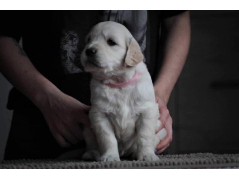 Golden retriever adrese teslim hizmetimiz vardır