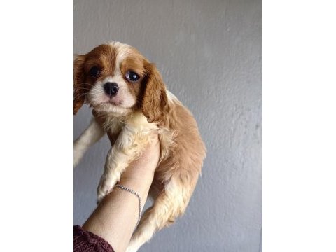 Ev ortamından sağlık ırk garantili cavalier king charles