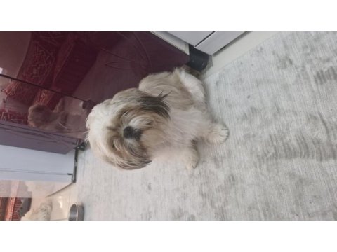 Shih tzu dişi