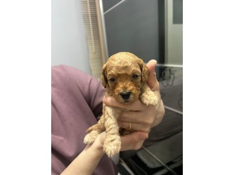 2 erkek 1 dişi poodle