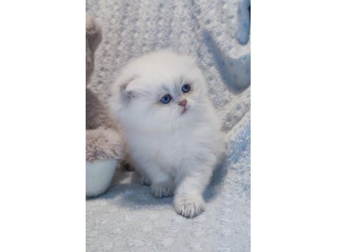 Ay yüzlü scottish fold prenses