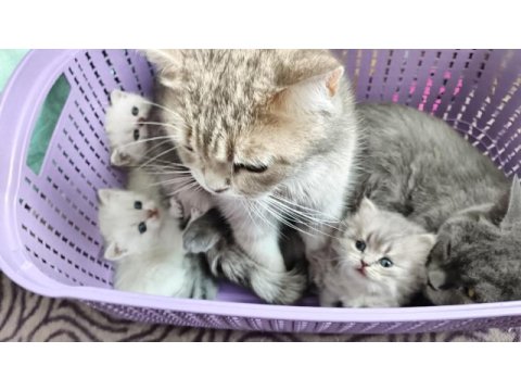 Kendi kedimin son british longhair yavrusu