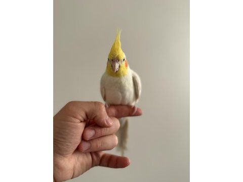 Evcil ele kola alışık sultan papağanı