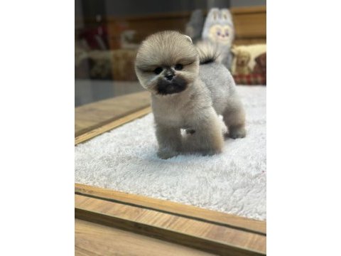 Orange pomeranian boo köpeklerimiz
