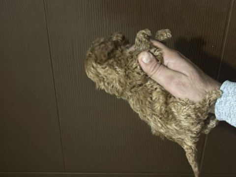 Muhteşem poodle bebekleri