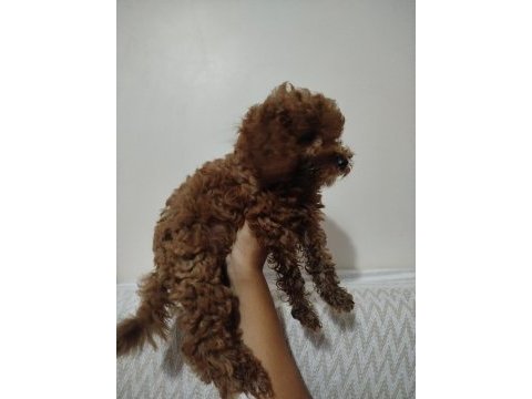 Toy poodle 50 günlük