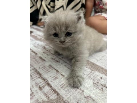 Kedimiz scottish fold 2 aylık