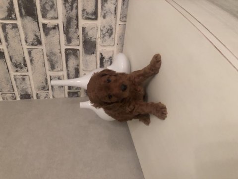 Sağlık garantili çiş ped eğitimli toy poodle yavrumuz