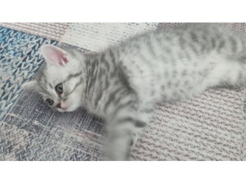 Güzellik abidesi british shorthair kedimiz