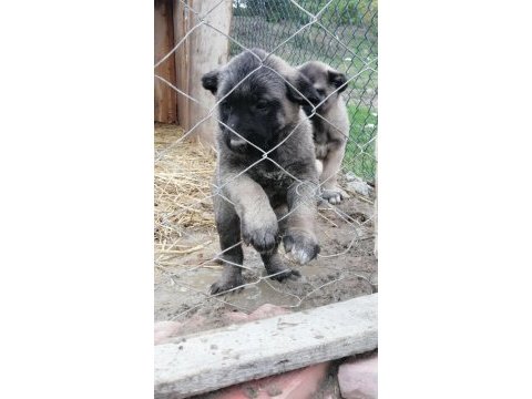Kara çocuklar kangal