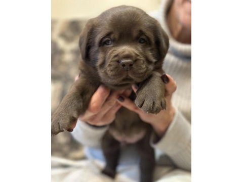 Çikolata ve şampanya labrador yavrularım