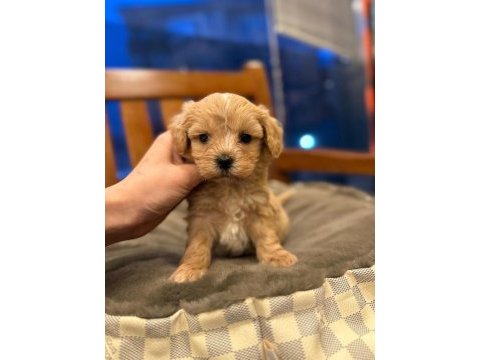 Minik maltipoo yavrularım