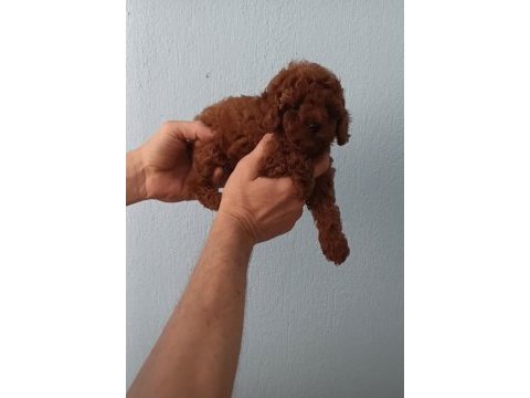 A kalite poodle bebekler