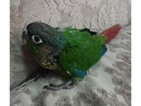 El besleme konur bebekler