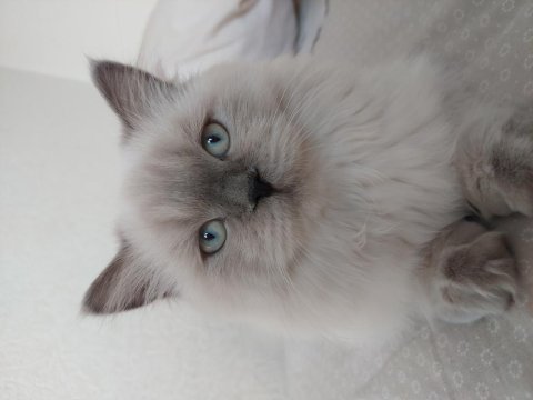 Kısır çipsiz british longhair