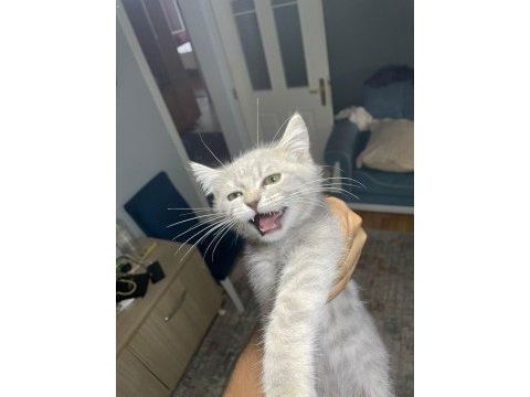 British shorthair golden