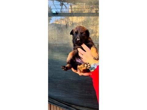 %100 ırk garantili belçika malinois yavrularımız
