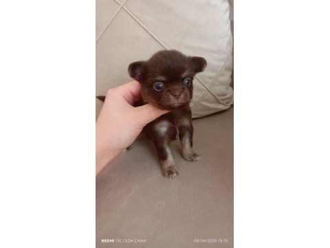 Safkan chihuahua longhair bir kız