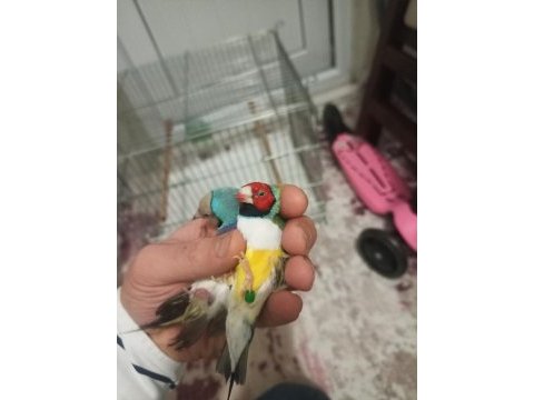 Goldian finch gökkuşağı ispinozu