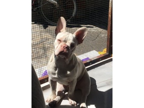 İsabella tan platinium erkek yavru french bulldog