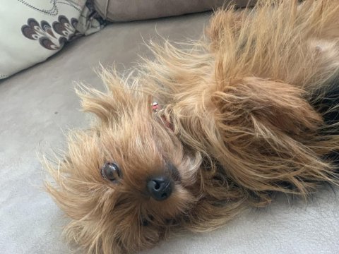 Lady yeni yuvasını arıyor terrier yorkshire