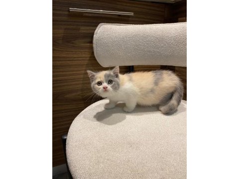 Blue british tricolor point silver bebekler