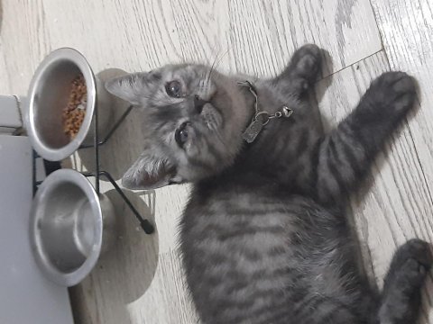 British shorthair yavrular
