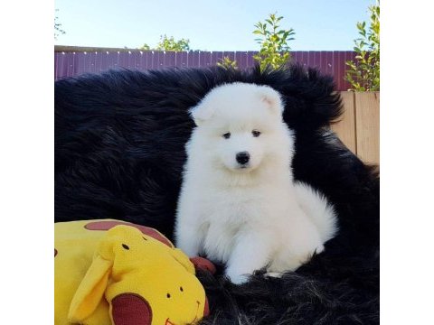 Pamuk gibi samoyed yavruları