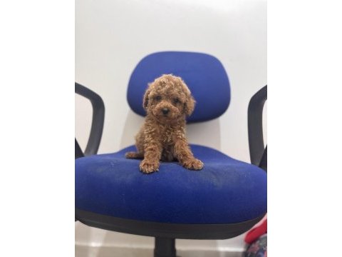 Poodle bebeklerim hazır