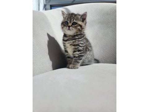 British shorthair 2 aylık yavru dişi
