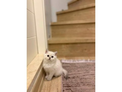 Birbirinden güzel brıtısh shorthair yavrularım 