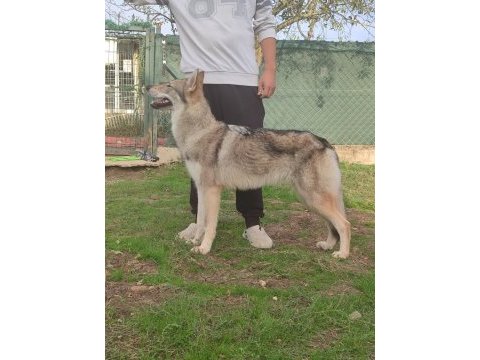 Czechoslovakian wolfdog (çekoslovak kurdu)