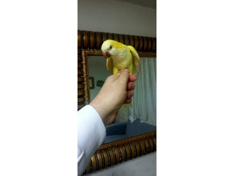 Full evcil monk papağanı çok oyuncudur