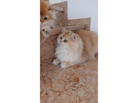 Şecereli british longhair kediler sahiplendirilecek