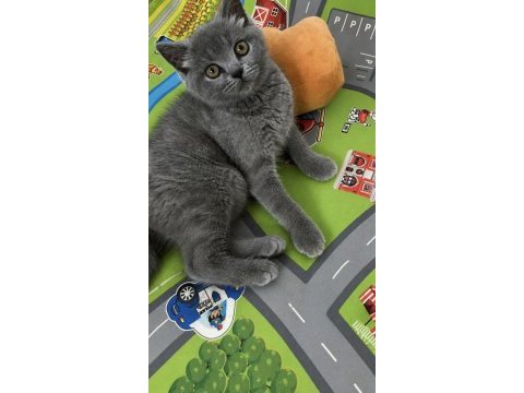 3 aylık british shorthair yavrular