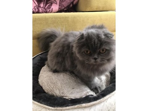 5 aylık scottish fold longhair dişi