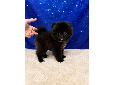 Pomeranian ayıcık bebeğimiz