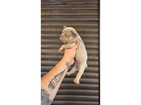 Bir birinden güzel 4 french bulldog yavrumuz