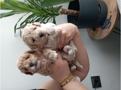 A class maltipoo yavrularımız
