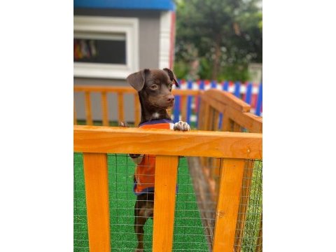 Acil yuva pinscher