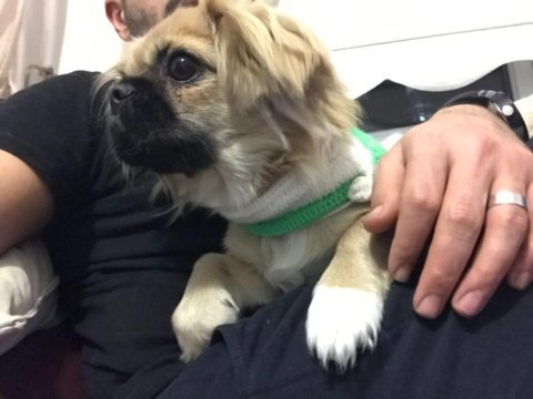 Dişi köpeğimiz 3.5 yaşında kızımız
