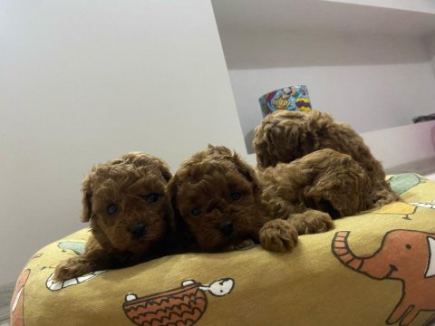 Safkan toy poodle yavrular